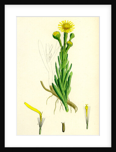 Inula Crithmoides Golden Samphire by Anonymous