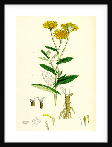 Inula Dysenterica Greater Fleabane by Anonymous