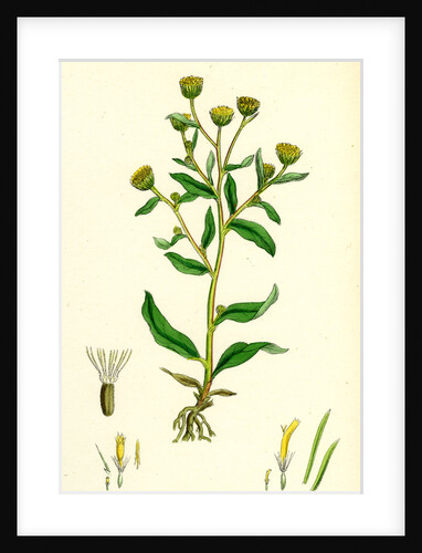 Inula Pulicaria Lesser Fleabane by Anonymous