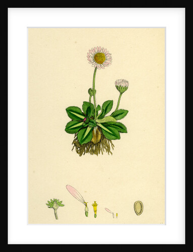 Bellis Perennis Common Daisy by Anonymous