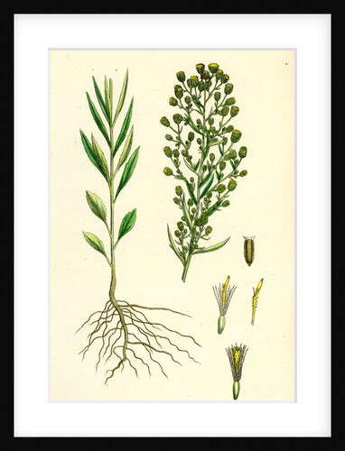 Erigeron Canadensis Canadian Fleabane by Anonymous