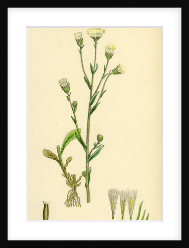 Erigeron Acris Blue Fleabane by Anonymous