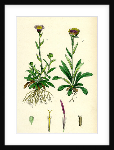 Erigeron Alpinus Alpine Fleabane by Anonymous