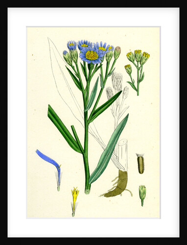 Aster Tripolium Sea-Side Aster by Anonymous