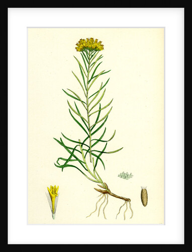 Aster Linosyris Goldylocks by Anonymous