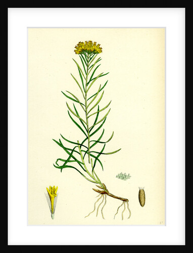 Aster Linosyris Goldylocks by Anonymous