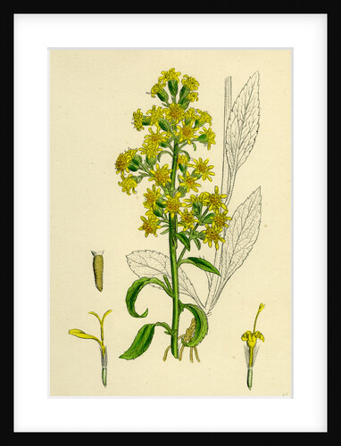 Solidago Virga-Aurea Var. Genuina Common Golden-Rod Var. A. by Anonymous