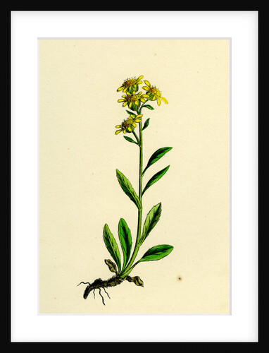 Solidago Virga-Aurea Var. Cambrica Common Golden-Rod Var. Y. by Anonymous