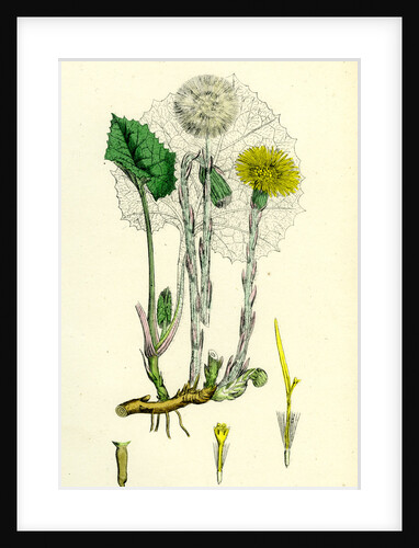 Tassilago Farfara Common Coltsfoot by Anonymous