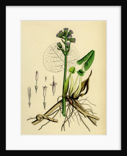 Petasites Fragrans Sweet-Scented Coltsfoot by Anonymous