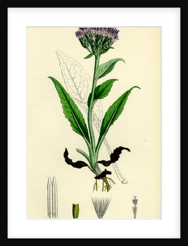 Saussurea Alpina Alpine Saussurea by Anonymous