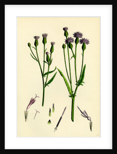 Serratula Tinctoria Common Saw-Wort by Anonymous