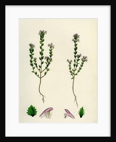Euphrasia Officinalis Var. Gracilis Common Eyebright Var. B. by Anonymous