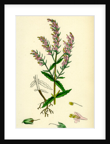 Bartsia Odontites Red Bartsia by Anonymous