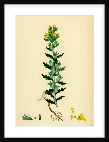Bartsia Viscosa Yellow Bartsia by Anonymous