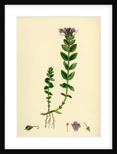 Bartsia Alpina Alpine Bartsia by Anonymous