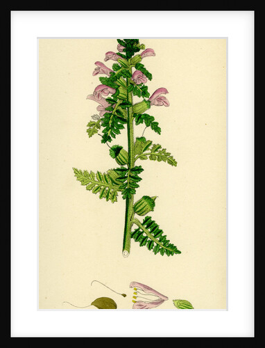 Pedicularis Palustris Upright Lousewort by Anonymous