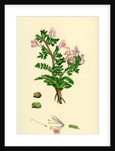 Pedicularis Sylvatica Procumbent Lousewort by Anonymous