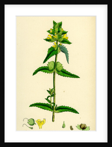 Rhinanthus Minor Common Yellow-Rattle by Anonymous