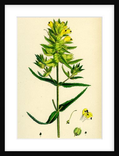 Rhinanthus Major Greater Yellow-Rattle by Anonymous
