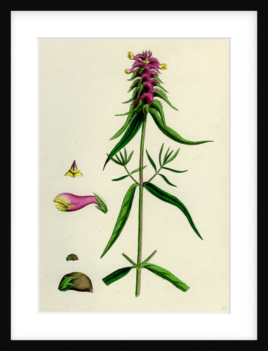 Melampyrum Cristatum Crested Cow-Wheat by Anonymous