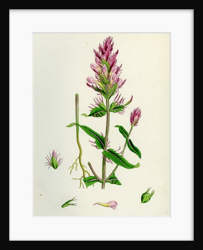 Melampyrum Arvense Field Cow-Wheat by Anonymous