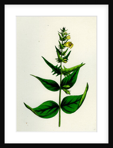Melampyrum Pratense Var. Latifolium Common Cow-Wheat Var. A. by Anonymous