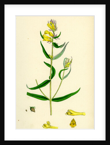 Melampyrum Pratense Var. Vulgare Common Cow-Wheat Var. B. by Anonymous