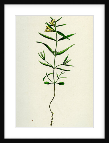 Melampyrum Pratense Var. Montanum Common Cow-Wheat Var. Y. by Anonymous