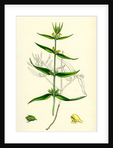 Melampyrum Sylvaticum Wood Cow-Wheat by Anonymous