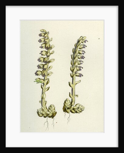 Lathaea Squamaria Toothwort by Anonymous