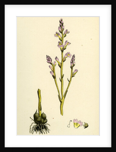 Orobanche Ramosa Branched Broom-Rape by Anonymous