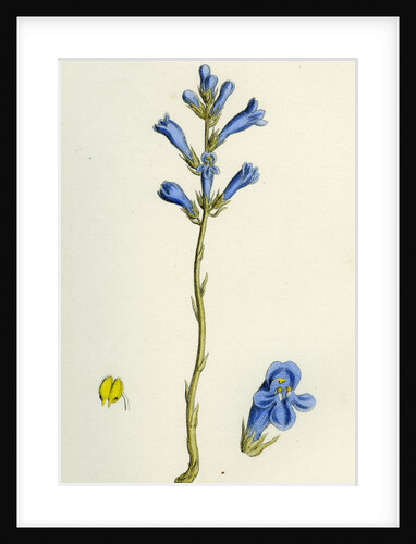 Orobanche Arenaria Sand Broom-Rape by Anonymous