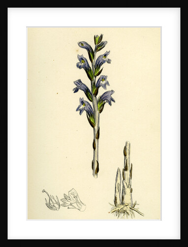 Orobanche Caerulea Purple Broom-Rape by Anonymous
