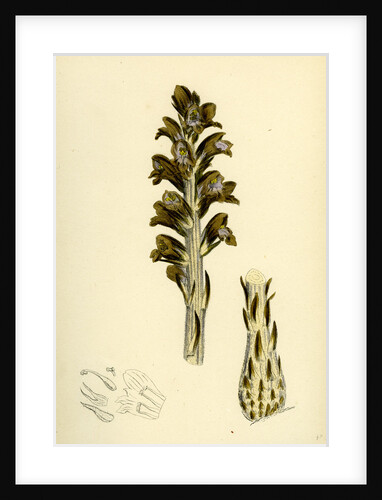 Orobanche Rapum Greater Broom-Rape by Anonymous