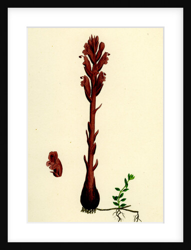 Orobanche Rubra Red Broom-Rape by Anonymous