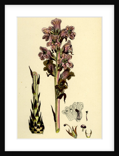 Orobanche Caryophyllacea Clove-Scented Broomrape by Anonymous