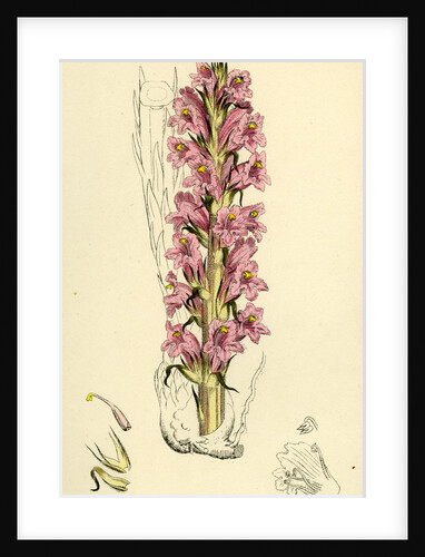 Orobanche Elatior Tall Broom-Rape by Anonymous