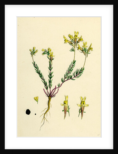 Linaria Supina Decumbent Toadflax by Anonymous