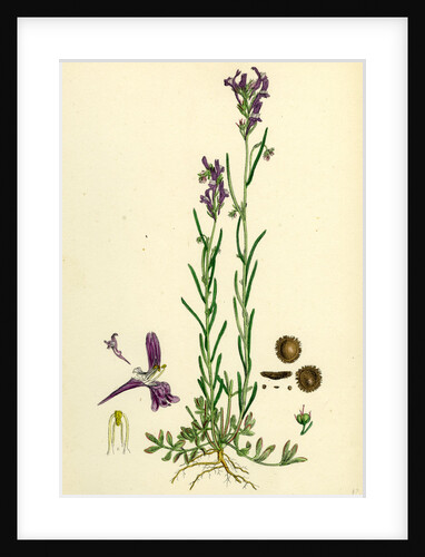 Linaria Pelisseriana Jersey Toadflax by Anonymous
