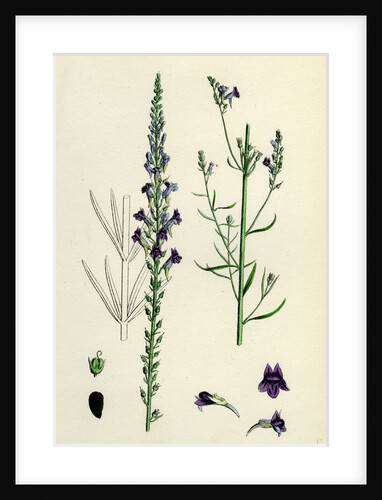 Linaria Purpurea Purple Toadflax by Anonymous