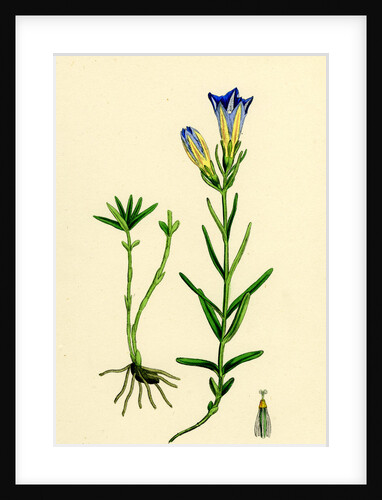 Gentiana Pneumonanthe Calathian Violet by Anonymous