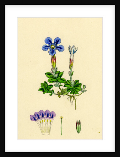 Gentiana Verna Spring Gentian by Anonymous