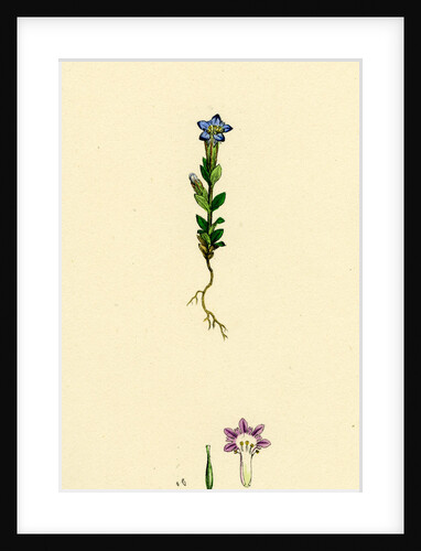 Gentiana Nivalis Small Alpine Gentian by Anonymous