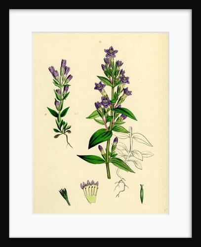 Gentiana Eu-Amarella Autumnal Gentian by Anonymous