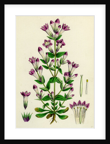 Gentiana Germanica German Gentian by Anonymous