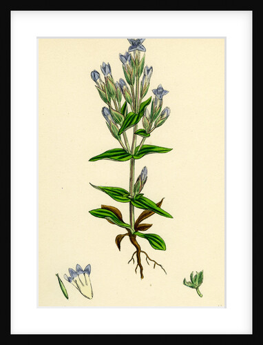 Gentiana Campestris Field Gentian by Anonymous