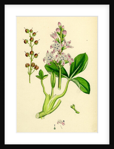 Menyanthes Trifoliata Common Buckbean by Anonymous