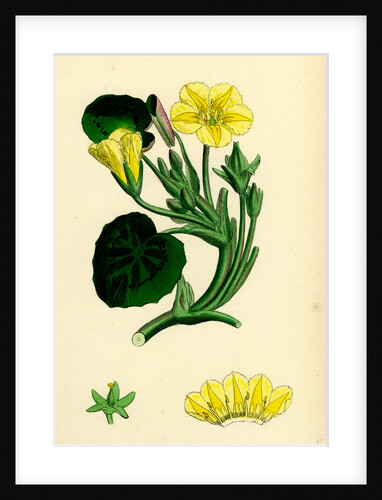 Limnanthemum Nymphaeoides Round-Leaved Buckbean by Anonymous