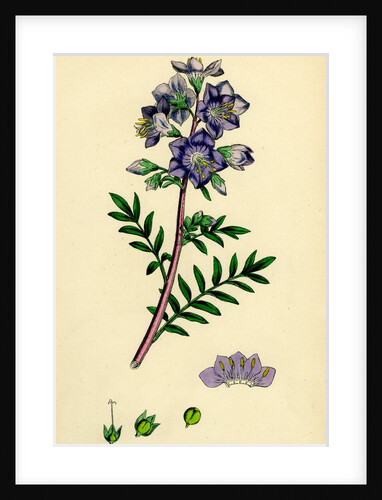 Polemonium Caeruleum Jacob's-Ladder by Anonymous